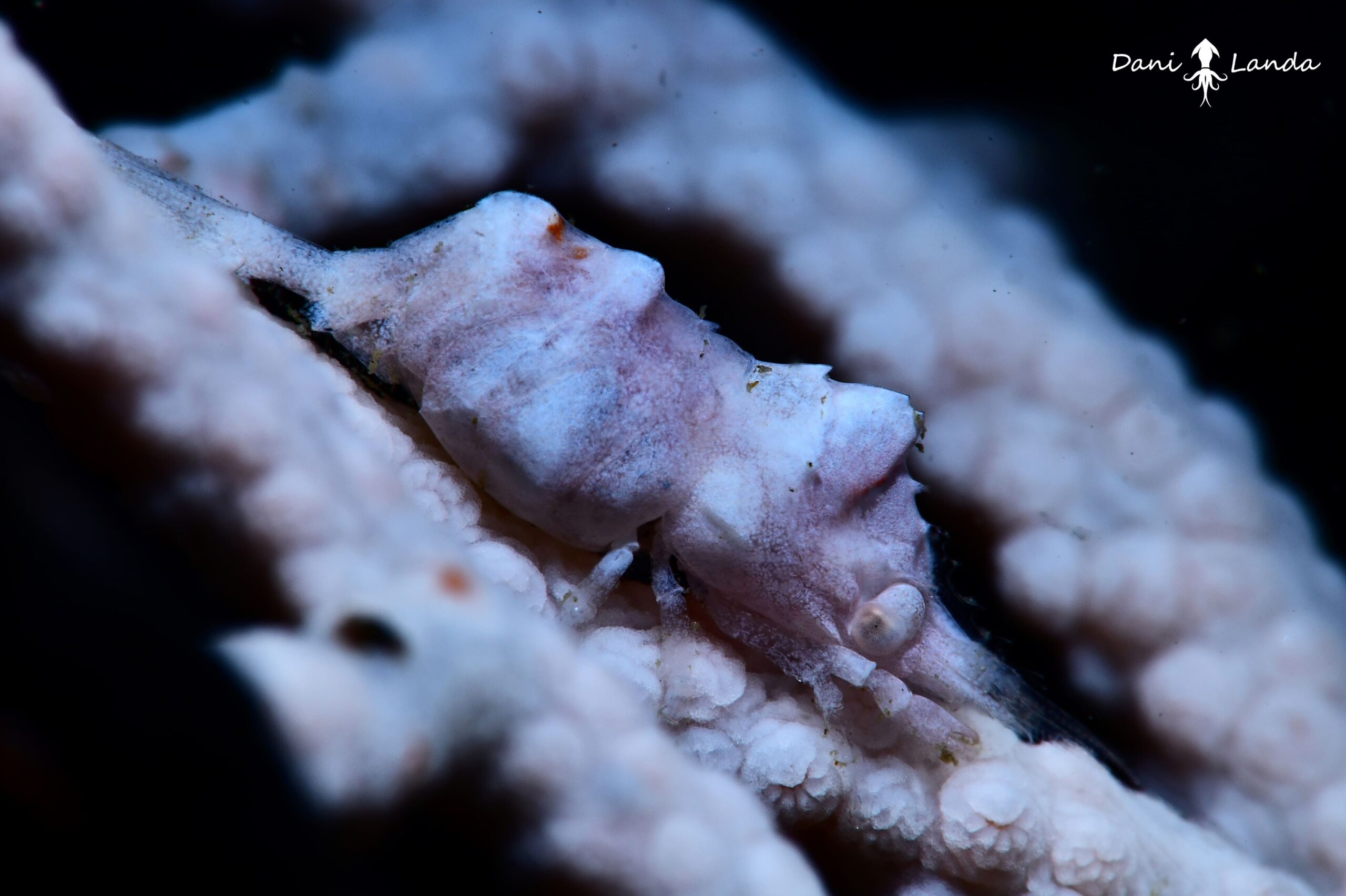 Buceo - Balsi