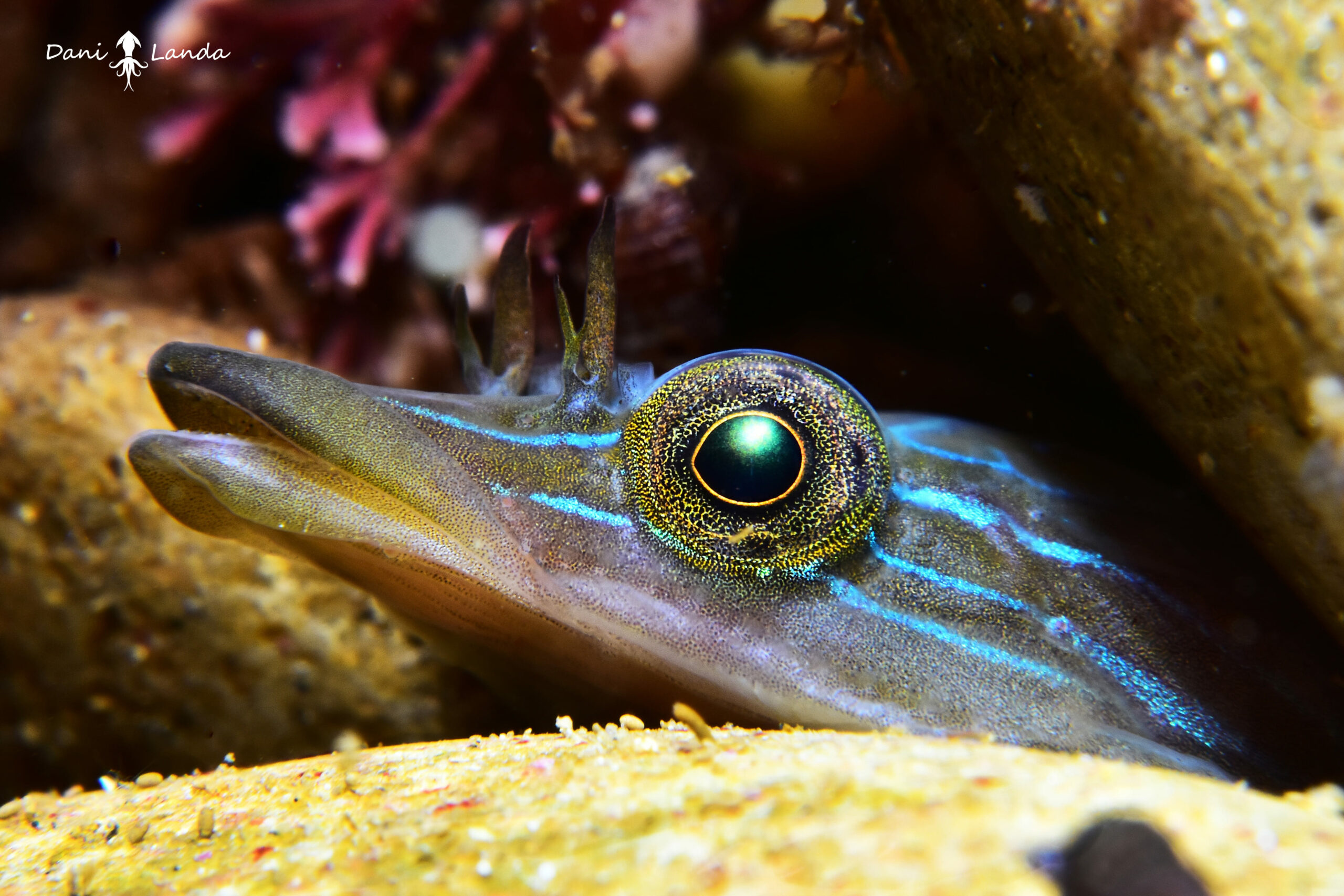 Buceo - Chafi