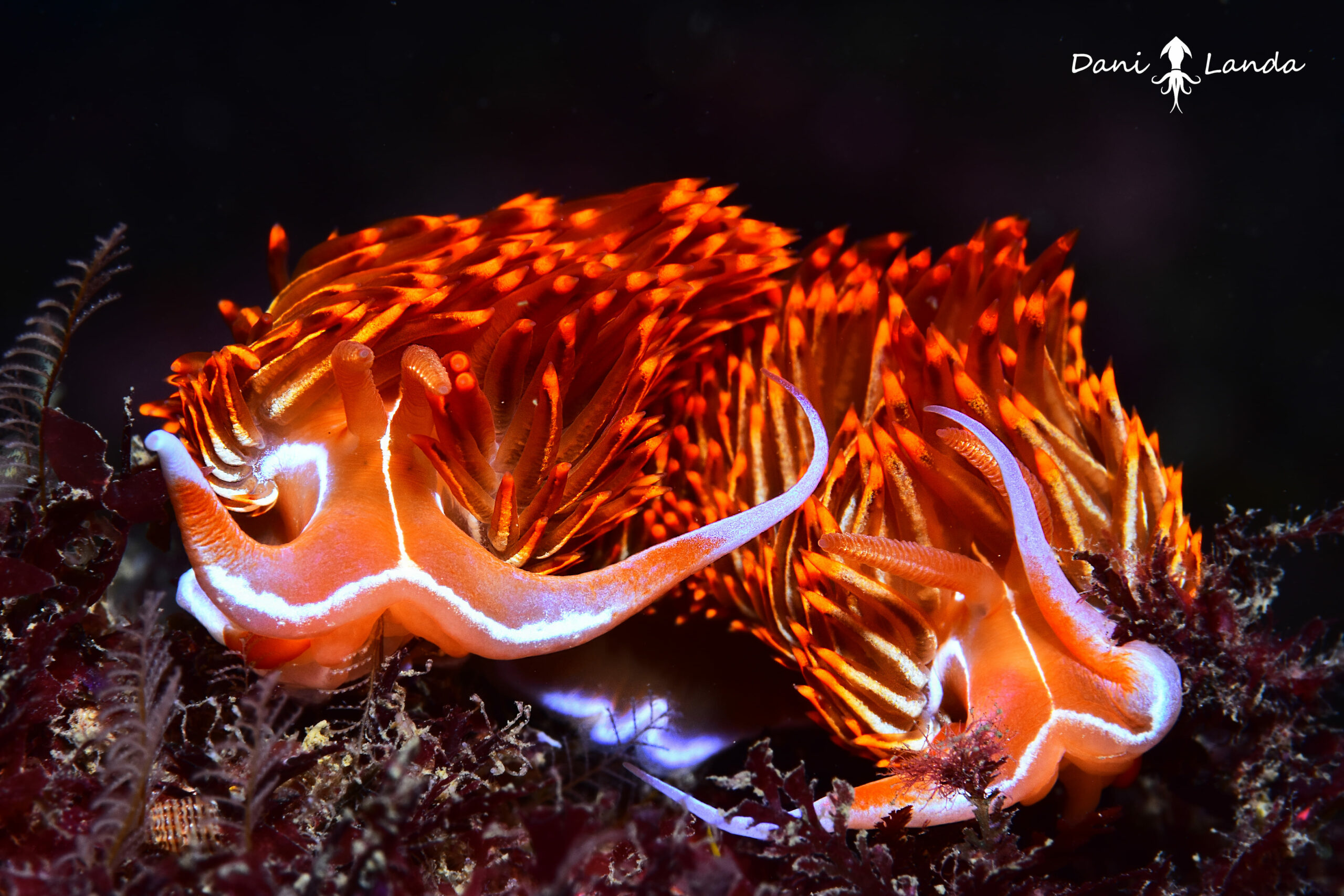 Buceo - Dondi